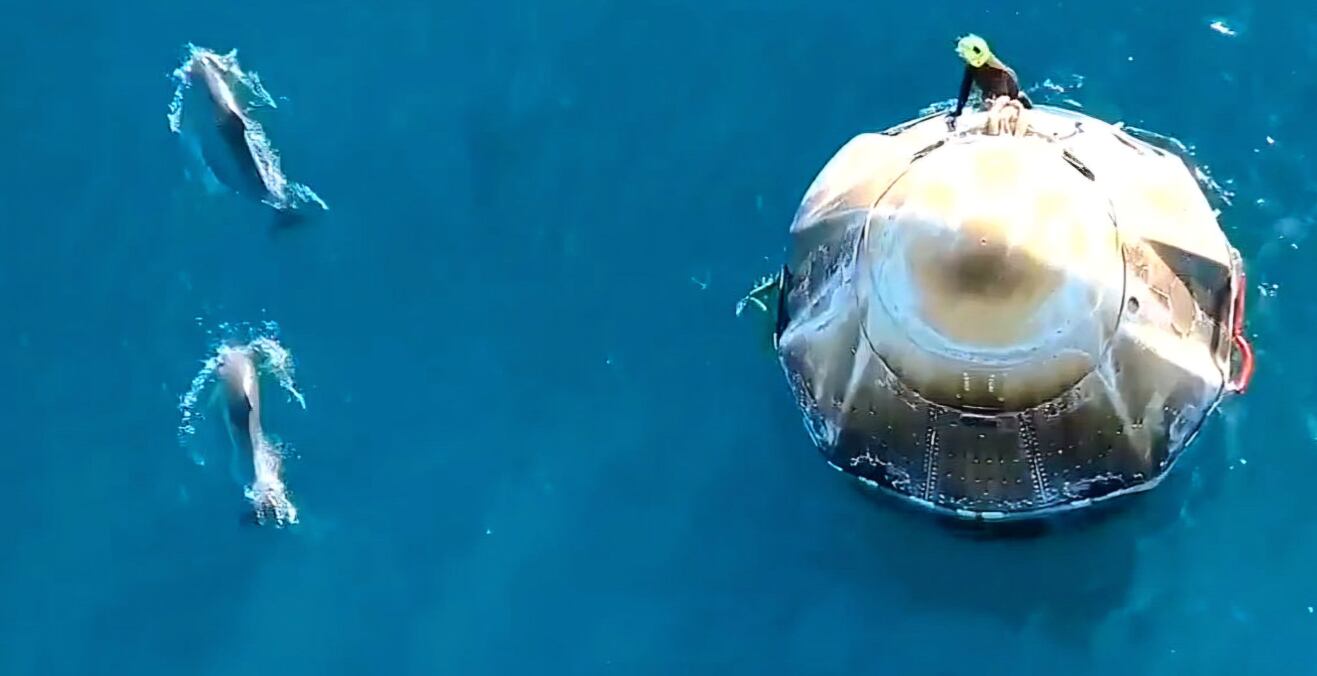 Un grupo de delfines se robó las miradas en el amerizaje de la cápsula de SpaceX con los astronautas varados